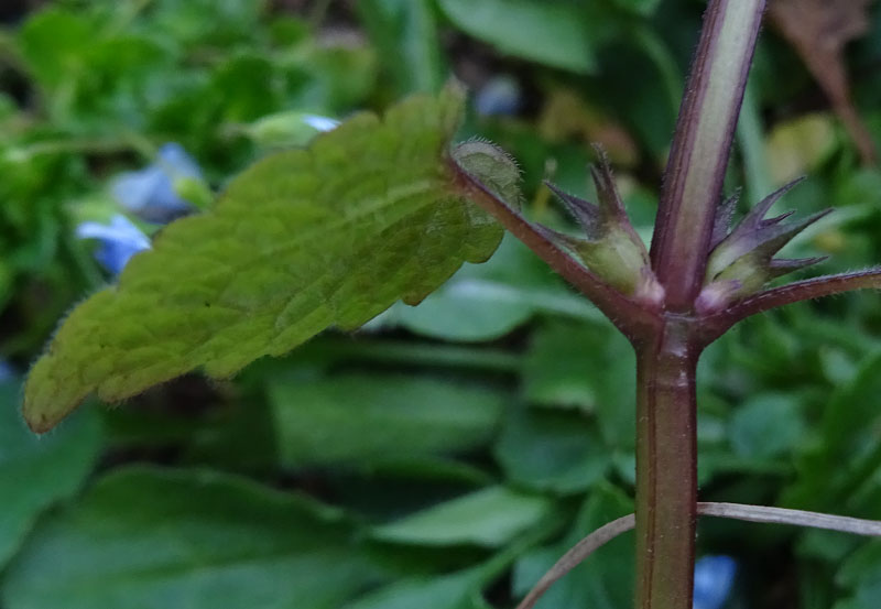 Lamium purpureum / Falsa ortica purpurea